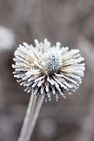 Graines d'échinacée pourpre, Echinacea purpurea 