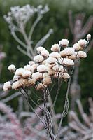 Têtes de graines de Vernonia dans le gel 