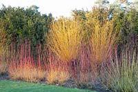 Literie en hiver avec saule et cornouiller, Salix alba, Cornus sanguinea Magic Flame, Cornus sericea White Gold 