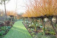 Allée de saules plantée de perce-neige et de cyclamen d'hiver, Salix alba vitellina Britzensis, Cyclamen coum, Galanthus. 