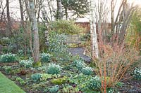 Jardin forestier en février, Daphne bholua, Galanthus, Cornus sanguinea Midwinter Fire 