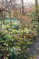 Perce-neige et roses printanières sous les arbres, Galanthus, Helleborus orientalis 