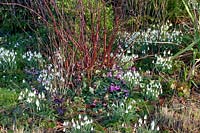 Lit avec cornouiller, perce-neige et cyclamen d'hiver, Cornus sanguinea, Galanthus, Cyclamen coum 