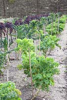 Chou frisé et chou frisé en hiver, Brassica oleracea Pentland Brig, Brassica oleracea Nero di Toscana, Brassica oleracea Redbor 