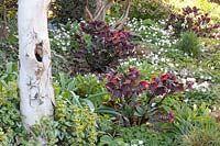 Roses de printemps et anémones de rayons sous les arbres, Helleborus, Anemone blanda 