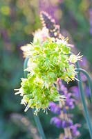 Oignon ornemental jaune, Allium obliquum 