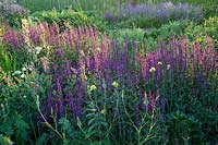 Plantation de prairie avec de la sauge, Salvia nemorosa Caradonna 