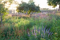 Jardin naturel avec bouton de prairie, Sanguisorba officinalis Henk Gerritsen, Veronicastrum sibiricum Kobaltkaars 