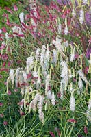 Bouton des prés hauts, Sanguisorba tenuifolia Albiflora 
