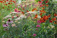 Petit lit herbacé, Achillea, Helenium, Echinacea purpurea 