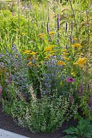 Petit lit herbacé, Agastache rugosa Black Adder, Achillea, Eryngium planum, Calamintha nepeta 