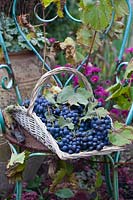 Raisins fraîchement récoltés dans un panier, Vitis vinifera Boskoop Glory 