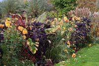 Bordure d'automne exotique, Dahlia Ludwig Helfert, Ensete ventricosum Maurelii, Brassica oleracea Redbor 