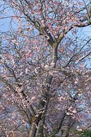 Cerisier d'hiver, Prunus subhirtella Autumnalis Rosea 