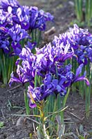 Iris réticulé, Iris reticulata Harmonie 