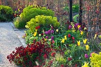 Lit au printemps, Tulipa, Euphorbia, Erysimum 