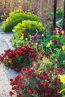 Lit au printemps, Tulipa, Euphorbia, Erysimum 