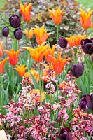 Lit au printemps avec tulipes et laque dorée, Tulipa Ballerina, Erysimum cheirii 