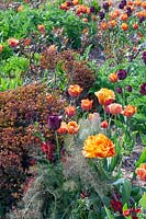 Lit de tulipes et de plantes vivaces 
