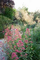 Lit de plantes vivaces résistantes à la sécheresse, Centranthus ruber, Stipa gigantea, Stachys byzantina 