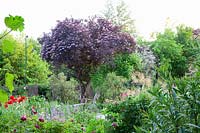 Jardin naturel avec sureau, Sambucus nigra Black Beauty 