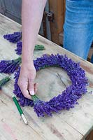 Réaliser une couronne de lavande, Lavandula angustifolia Hidcote Blue 