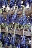 Lavande séchante, Lavandula angustifolia Hidcote Blue 