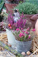 Bruyère d'hiver et bruyère cloche en pots, Erica carnea, Daboecia cantabrica 