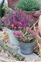 Bruyère d'hiver et bruyère cloche en pots, Erica carnea, Daboecia cantabrica 