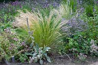 Lit d'origan et d'herbe à plumes, Origanum vulgare, Nasella tenuissima 
