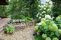 Assise avec hortensias, Hydrangea arborescens Annabelle, Hydrangea paniculata Limelight 