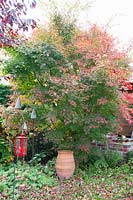 Érable en automne, Acer palmatum 