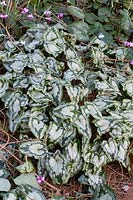 Feuillage magnifiquement marqué du Cyclamen hederifolium à floraison automnale 