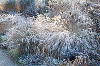 Lit d'hiver avec gel, Pennisetum alopecuroides 