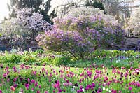 Lilas persan au printemps, Syringa persica 