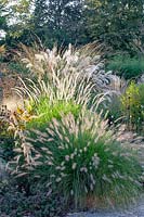 Lit d'herbe en septembre, Miscanthus sinensis, Pennisetum orientale Fairy Tails, Pennisetum alopecuroides Hameln 
