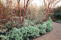 Lit en hiver avec Acer griseum, Viburnum bodnantense et Euonymus 