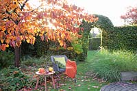 Siège avec arbre de Judée dans le jardin d'automne, Cercis canadensis Forest Pansy 