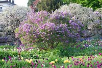 Lilas persan au printemps, Syringa persica 