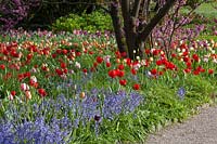 Arbre planté de tulipes et de campanules 