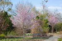 Jardin avec cerises ornementales, Prunus subhirtella Fukubana, Prunus sargentii Charles Sargent, Jardin avec cerises ornementales 
