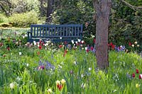 Coin salon près d’un pré avec tulipes et campanules 