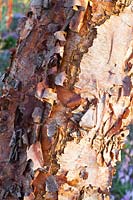 Écorce de bouleau, Betula nigra Heritage 