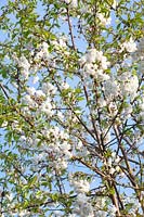 Cerisier des oiseaux à double floraison, Prunus avium Plena 