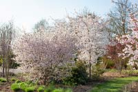 Cerises ornementales dans le jardin, Prunus incisa The Bride, Prunus yedoensis 