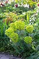 Lit au printemps, Euphorbia characias wulfenii 