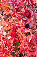 Vigne vierge en automne, Parthenocissus quinquefolia 