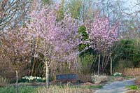 Jardin avec cerises ornementales, Prunus subhirtella Fukubana, Prunus sargentii Charles Sargent 