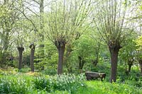 Jardin naturel avec tourelles d'été, Leucojum aestivum 