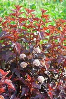 Espar de vessie, Physocarpus opulifolius Lady en rouge 